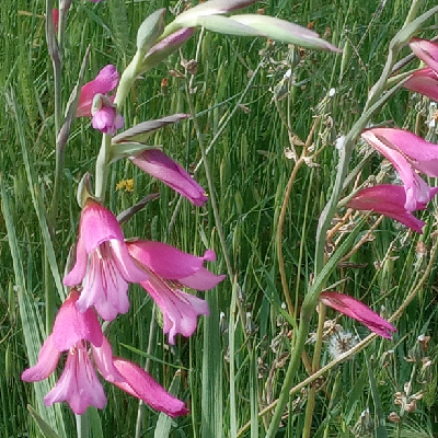 BrigitteK