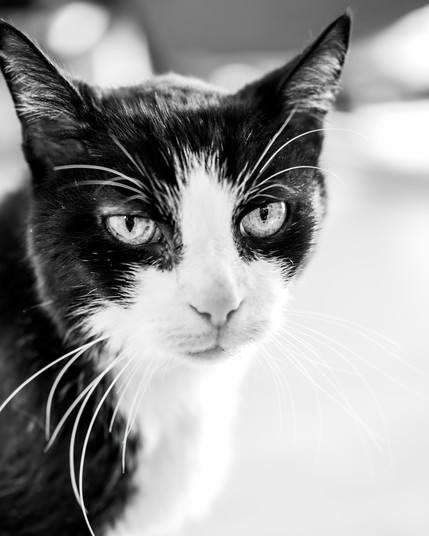 Schwarzweiß-Foto einer schwarz-weißen Katze. Es ist eine Portraitaufnahme. Die Katze sieht rechts an der Kamera vorbei.