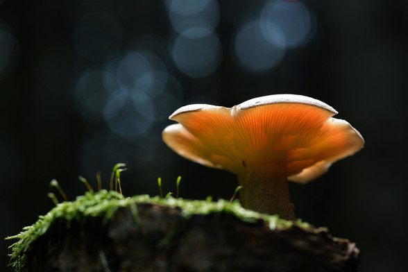 Leuchtender Pilz auf Moos vor dunklem Hintergrund