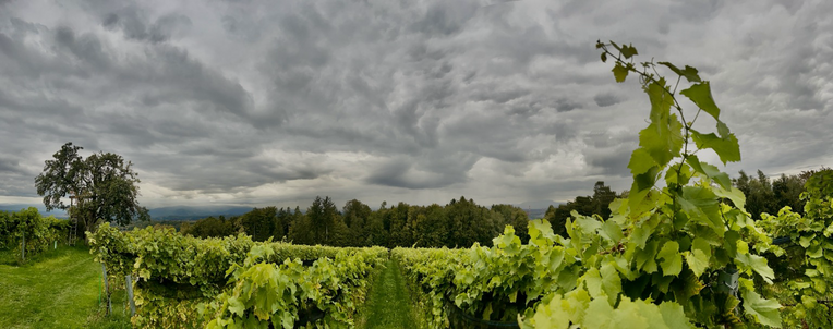 Panoramafoto über einen grünen Weingarten mit stark bewölktem grauen Himmel 