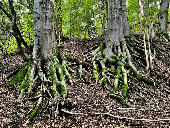 Zwei grün vermooste verzweigte Baumwurzeln im Waldboden