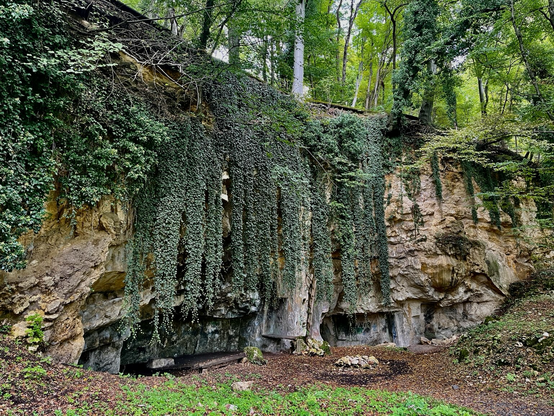 Felswand mit Höhleneingang und meterhohen grünem Efeu Vorhang darüber 