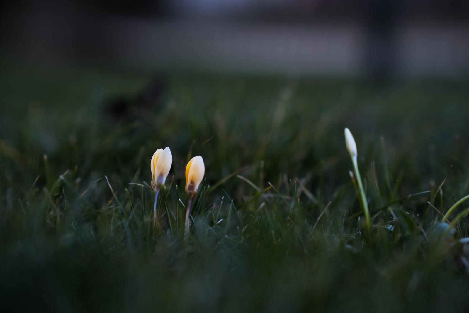 Krokusse finden ihren Weg ans Licht