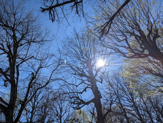 Bäume und blauer Himmel von unten fotografiert