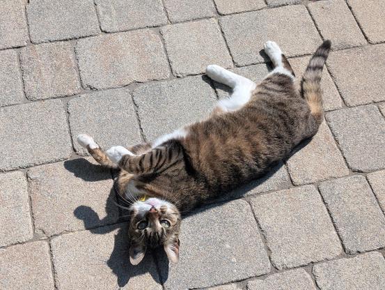 the cat named Katze