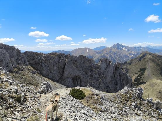 Ein Hund im Vordergrund schaut auf den Weg vor sich. Dahinter ist sehr nahe eine steile Felswand zu sehen. Dahinter Berggipfel. Blauer Himmel.