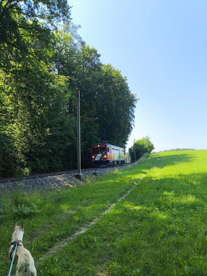Eine alte Lokomotive der Bad Gleichenberger Bahn, die auf uns zukommt. Ein Hund im Vordergrund der auf den Zug blickt. Eine grüne Wiese daneben, ein paar Bäume dahinter.