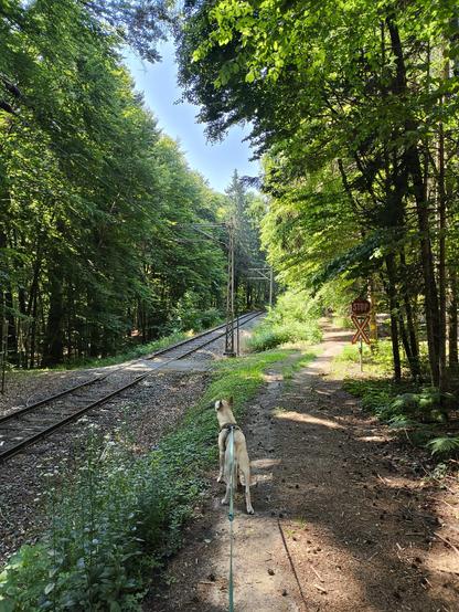 Gleise der Bahnstrecke die mitten durch dichten Wald führen. Ein Hund im Vordergrund. Zu beiden Seiten der Gleise viel Wald.