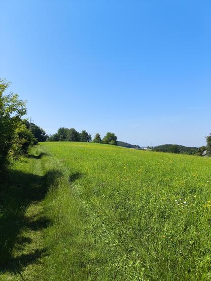 Eine große blühende Wiese, blauer Himmel.