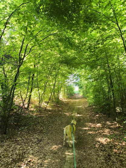 Ein Weg der durch Wald führt, der Wald bildet ein Blätterdach über den Weg. Ein Hund im Vordergrund.