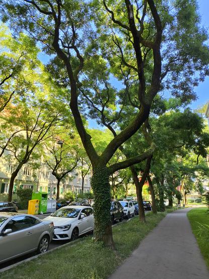 Ein Gehweg und eine Straße mit vielen geparkten Autos. Hohe Bäume auf beiden Seiten, dahinter sind Häuser zu sehen. 