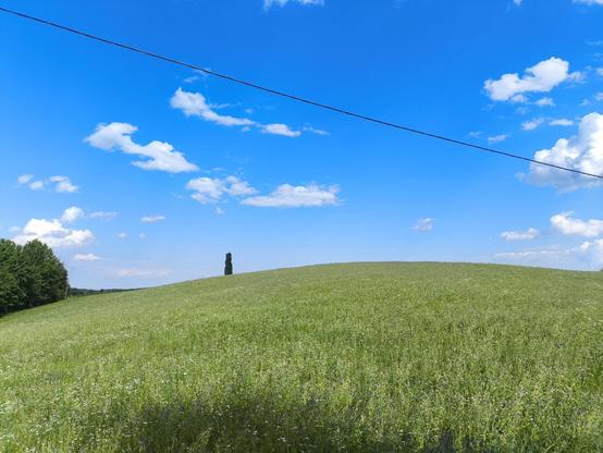 Eine große Wiese mit weißen Blumen, ein kleiner Hügel in der Bildmitte. Ein einzelner Baum weiter hinten. Blauer Himmel mit ein paar Wolken.