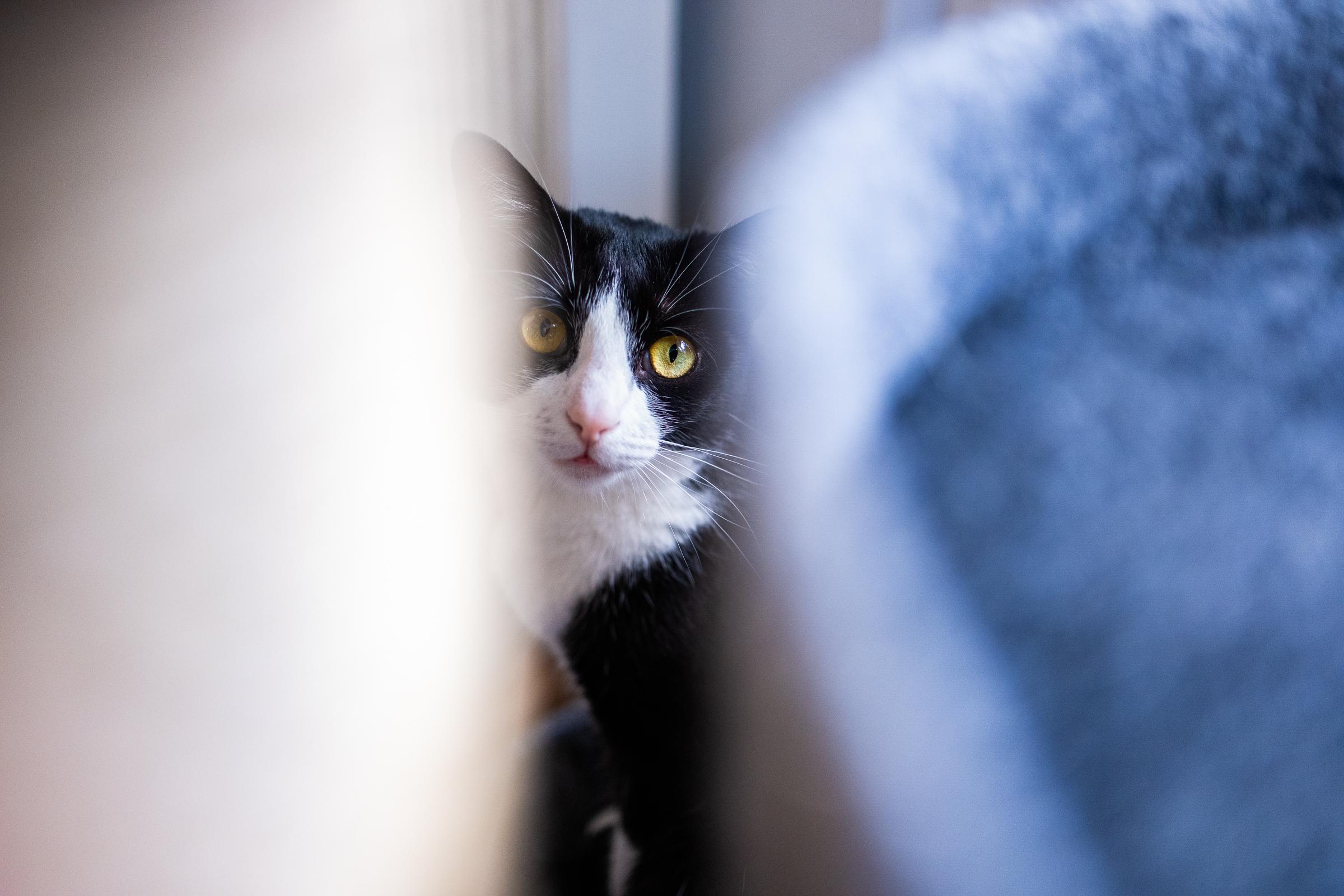 Schwarzweiße Katze guckt zwischen einem Kratzbaum direkt in die Kamera
