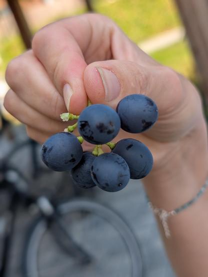 rote Trauben der Sorte Nero in einer Hand gehalten