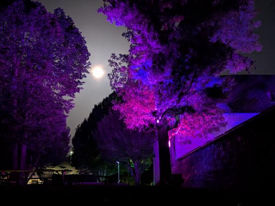 full moon behind tree that's colorful
